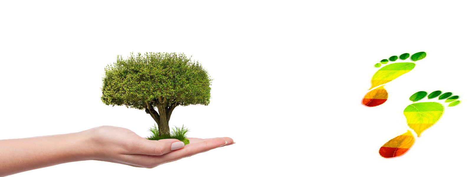 houten kozijnen, Co2 opslag, CO2 uitstoot, CO₂-equivalent, CO₂ in hout, hout natuurlijk,