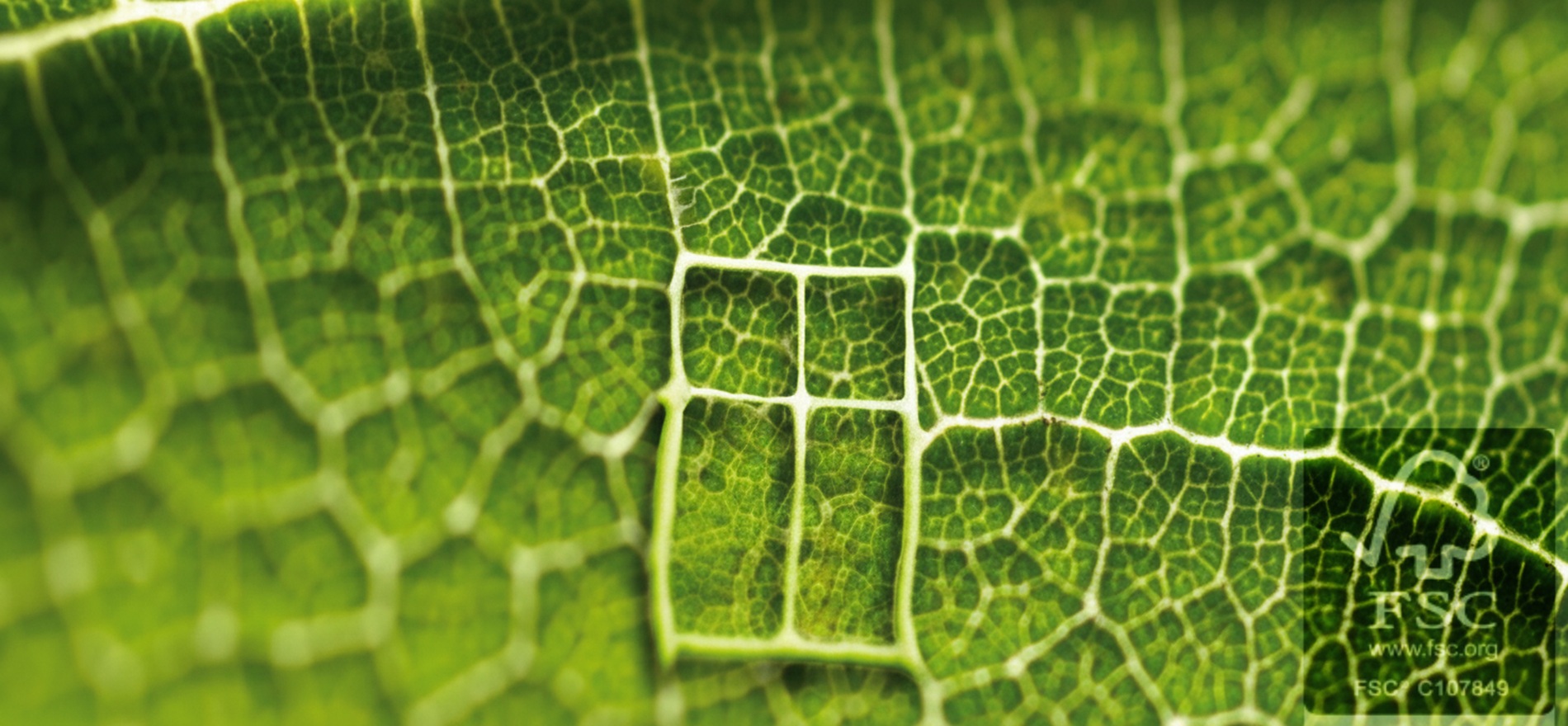 FSC hout, duurzame houten kozijnen, Duurzaam bos beheer, houten kozijnen met FSC,